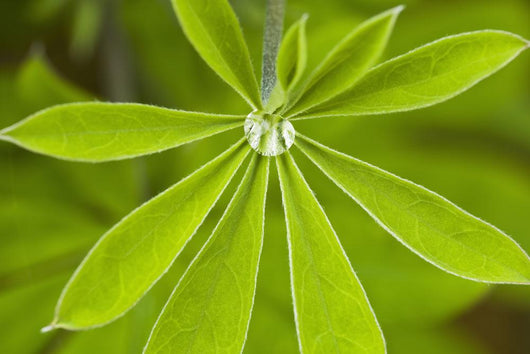 Macro Of A Dew Drop Wall Mural