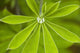 Macro Of A Dew Drop Wall Mural