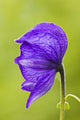 Closeup Of Monkshood In Archangel Valley At Hatcher Pass Wall Mural
