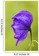Closeup Of Monkshood In Archangel Valley At Hatcher Pass Wall Mural