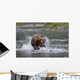 Brown Bear Chases Salmon In A Shallow Stream Wall Mural