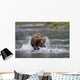 Brown Bear Chases Salmon In A Shallow Stream Wall Mural