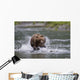 Brown Bear Chases Salmon In A Shallow Stream Wall Mural