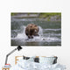 Brown Bear Chases Salmon In A Shallow Stream Wall Mural