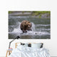 Brown Bear Chases Salmon In A Shallow Stream Wall Mural