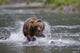 Brown Bear Chases Salmon In A Shallow Stream Wall Mural