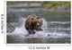 Brown Bear Chases Salmon In A Shallow Stream Wall Mural