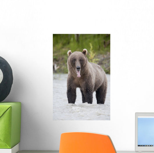 Brown Bear Sticking Out Its Tongue While Standing In The Copper River Wall Mural