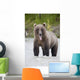 Brown Bear Sticking Out Its Tongue While Standing In The Copper River Wall Mural