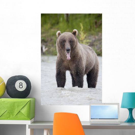 Brown Bear Sticking Out Its Tongue While Standing In The Copper River Wall Mural