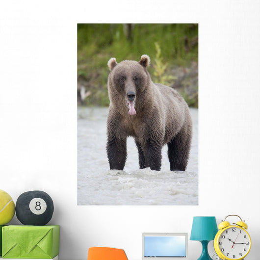 Brown Bear Sticking Out Its Tongue While Standing In The Copper River Wall Mural