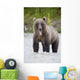 Brown Bear Sticking Out Its Tongue While Standing In The Copper River Wall Mural