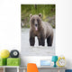 Brown Bear Sticking Out Its Tongue While Standing In The Copper River Wall Mural