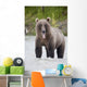 Brown Bear Sticking Out Its Tongue While Standing In The Copper River Wall Mural