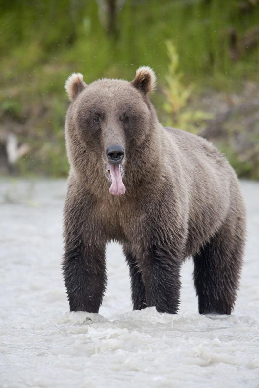 Brown Bear Sticking Out Its Tongue While Standing In The Copper River Wall Mural