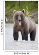 Brown Bear Sticking Out Its Tongue While Standing In The Copper River Wall Mural
