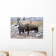 Moose Bull And Cow Rubbing Muzzles In Courtship Behavior During Rut Wall Mural