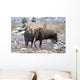 Moose Bull And Cow Rubbing Muzzles In Courtship Behavior During Rut Wall Mural