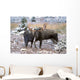 Moose Bull And Cow Rubbing Muzzles In Courtship Behavior During Rut Wall Mural