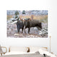 Moose Bull And Cow Rubbing Muzzles In Courtship Behavior During Rut Wall Mural