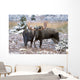 Moose Bull And Cow Rubbing Muzzles In Courtship Behavior During Rut Wall Mural