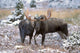 Moose Bull And Cow Rubbing Muzzles In Courtship Behavior During Rut Wall Mural