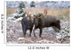 Moose Bull And Cow Rubbing Muzzles In Courtship Behavior During Rut Wall Mural