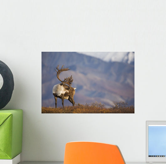 Bull Caribou On Autumn Tundra In Denali National Park, Interior Alaska Wall Mural