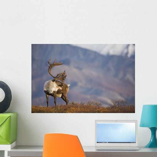 Bull Caribou On Autumn Tundra In Denali National Park, Interior Alaska Wall Mural