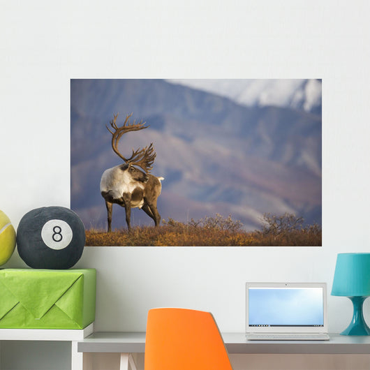 Bull Caribou On Autumn Tundra In Denali National Park, Interior Alaska Wall Mural