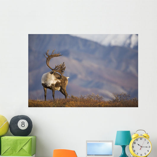 Bull Caribou On Autumn Tundra In Denali National Park, Interior Alaska Wall Mural