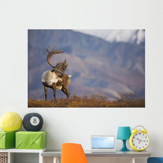 Bull Caribou On Autumn Tundra In Denali National Park, Interior Alaska Wall Mural