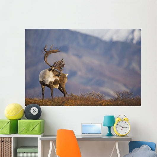 Bull Caribou On Autumn Tundra In Denali National Park, Interior Alaska Wall Mural