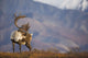 Bull Caribou On Autumn Tundra In Denali National Park, Interior Alaska Wall Mural