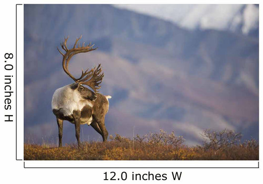 Bull Caribou On Autumn Tundra In Denali National Park, Interior Alaska Wall Mural
