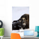 Musk-Ox Cows & Calves Wall Mural