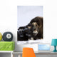 Musk-Ox Cows & Calves Wall Mural