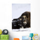 Musk-Ox Cows & Calves Wall Mural