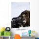 Musk-Ox Cows & Calves Wall Mural
