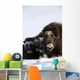 Musk-Ox Cows & Calves Wall Mural