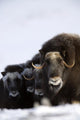 Musk-Ox Cows & Calves Wall Mural