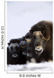 Musk-Ox Cows & Calves Wall Mural
