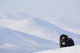 Female Musk-Ox Stands On Ridge Wall Mural