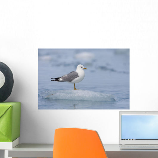 Mew Gull Adult On An Iceberg Wall Mural