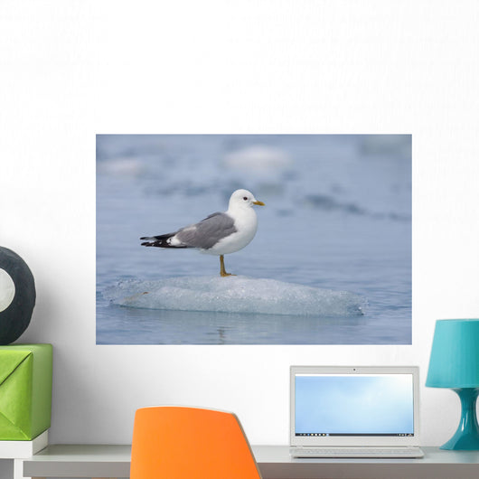 Mew Gull Adult On An Iceberg Wall Mural