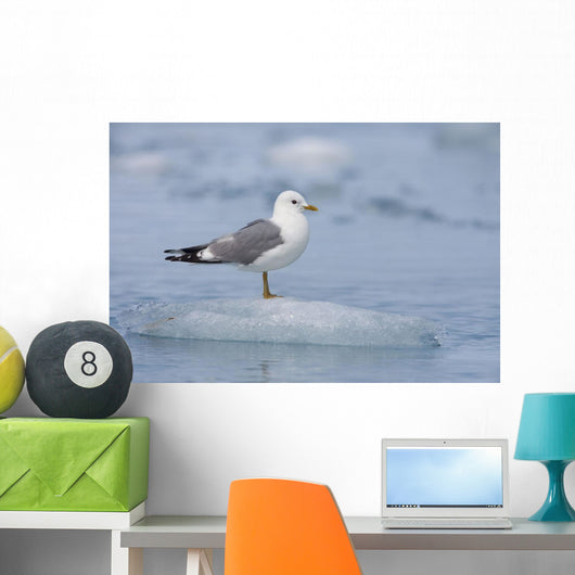 Mew Gull Adult On An Iceberg Wall Mural