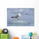 Mew Gull Adult On An Iceberg Wall Mural