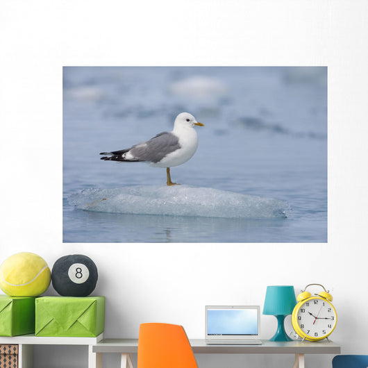 Mew Gull Adult On An Iceberg Wall Mural