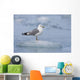 Mew Gull Adult On An Iceberg Wall Mural