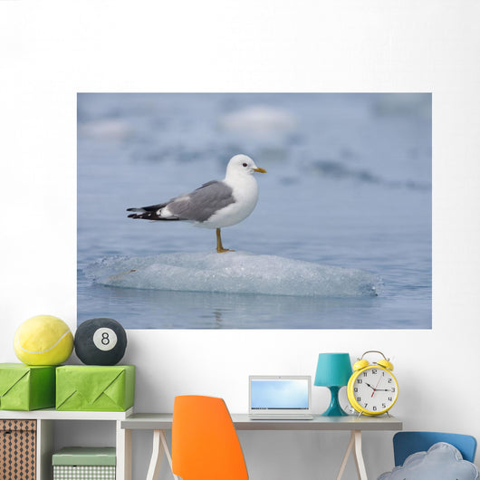 Mew Gull Adult On An Iceberg Wall Mural